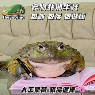 非洲牛蛙非牛宠物蛙活体活体巨型蝌蚪小丑娃树蛙角蛙家养懒人爬宠