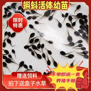 牛蛙蝌蚪活物小蝌蚪宠物幼儿园水族青蛙学习观赏活体饲料观察幼苗