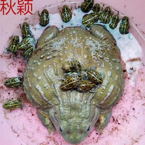 宠物牛蛙-宠物牛蛙怎么养