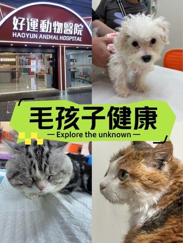 爱宠的温暖疗愈站