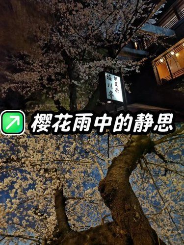 樱花雨中的静思