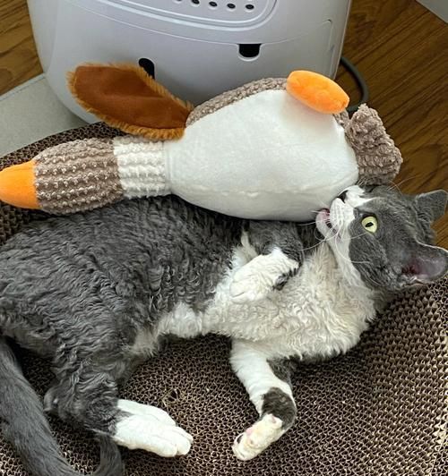 如何让宠物猫学会捕老鼠——以猫妈妈教小猫为例（学习猫的本能）
