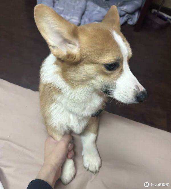 刚买了条柯基犬,现在给大家分享具体内容。