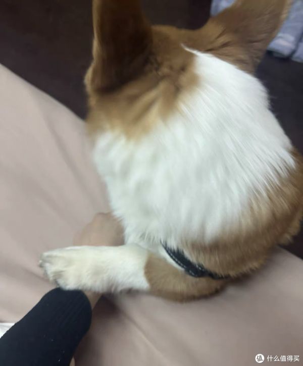 刚买了条柯基犬,现在给大家分享具体内容。