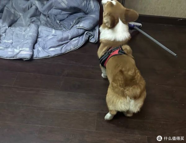 刚买了条柯基犬,现在给大家分享具体内容。