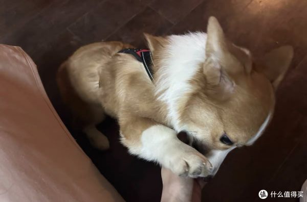刚买了条柯基犬,现在给大家分享具体内容。