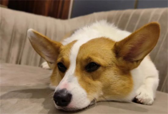 宠物狗柯基犬多少钱一只
