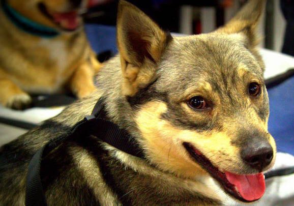 柯基犬都有什么品种价格