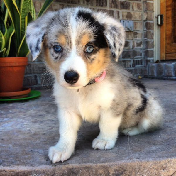 柯基犬和其它品种狗狗生的串串狗 都是什么样子？（28张）