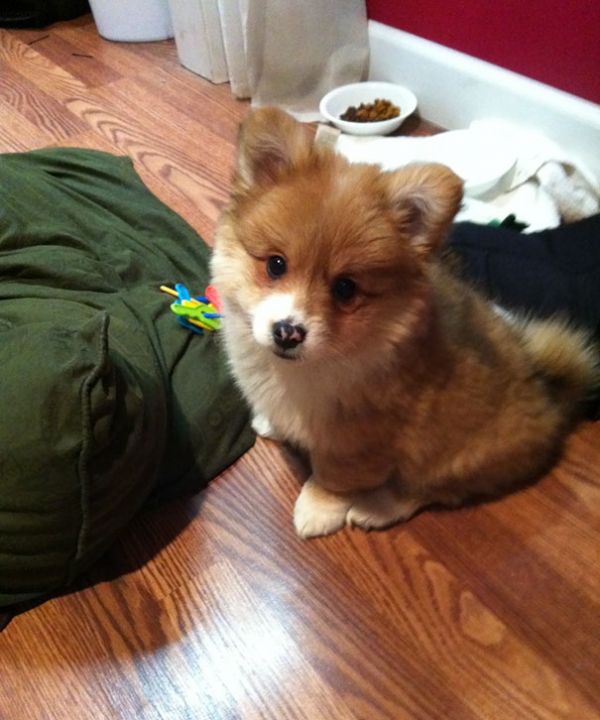 柯基犬和其它品种狗狗生的串串狗 都是什么样子？（28张）
