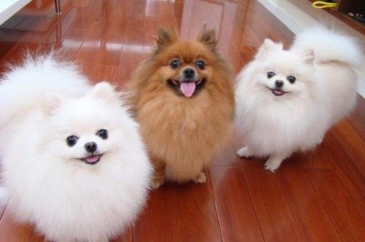 柯基犬会看家护主吗(柯基犬好养吗和智商与性格)