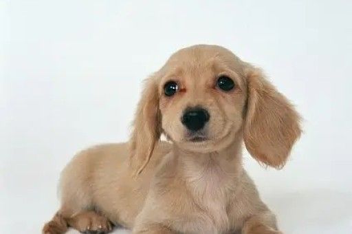 柯基幼犬喂食方法(柯基犬两个月怎么喂)