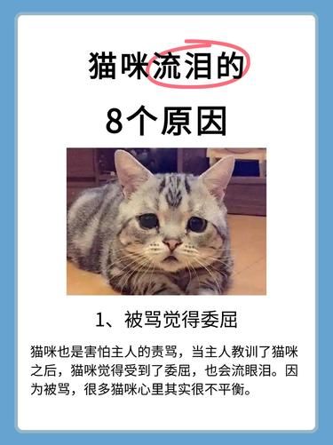 猫猫也会哭？？最后一个原因你绝对想不到|||