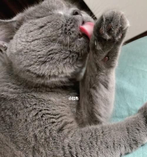 宠物猫舔人衣服的处理方法（了解宠物猫行为）