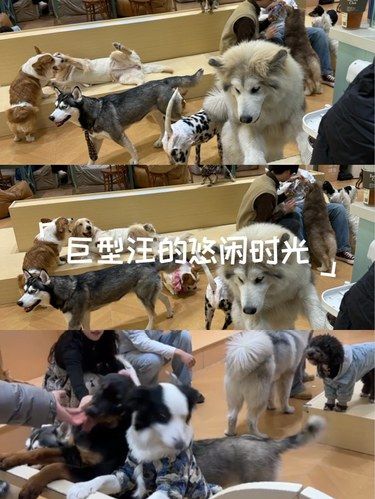 四脚萌宠柔软时光