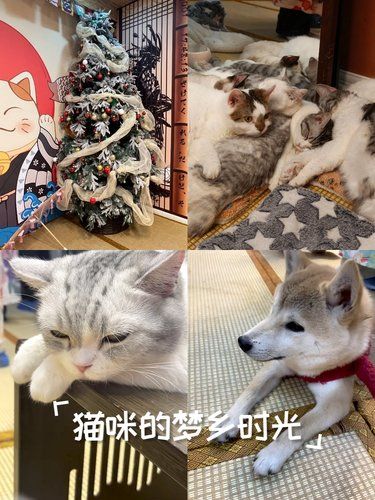 放松喵～心情也融化
