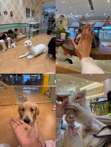 谁懂‼️在这里偶遇到了网红猫猫