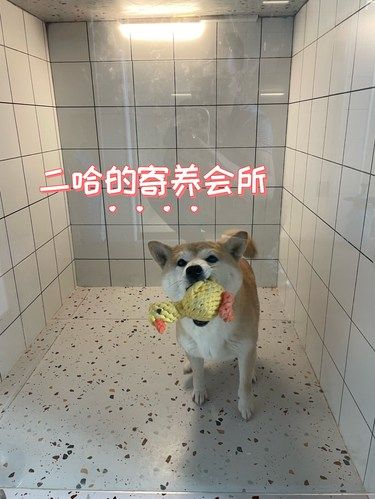 享受马杀鸡的时候到了