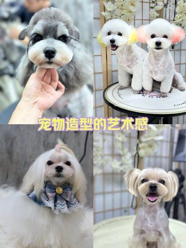 这家宠物美容造型做的可太棒啦！