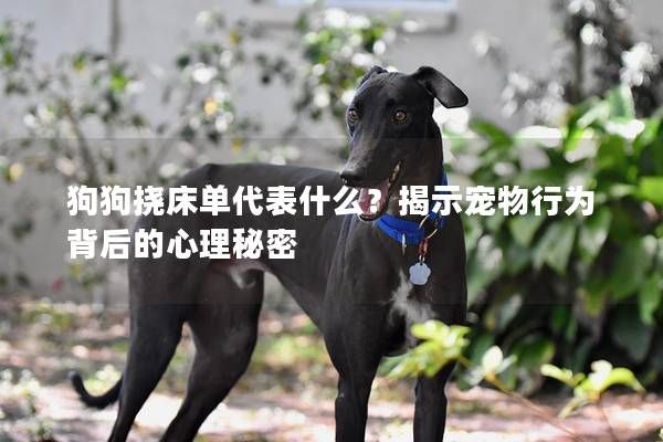 狗狗挠床单代表什么？揭示宠物行为背后的心理秘密