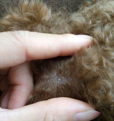 狗狗总是挠自己的毛怎么办？可能的原因和解决方法是什么？