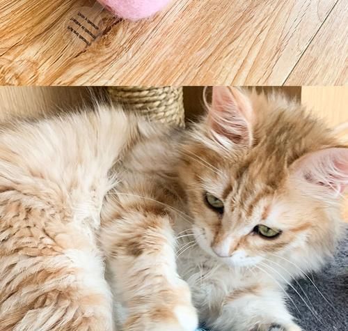猫咪挠身上，是什么原因（解读宠物猫咪挠身上的8大原因及预防方法）