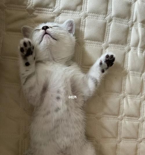 宠物猫咪的挠人行为（了解挠人行为的原因和解决方法）