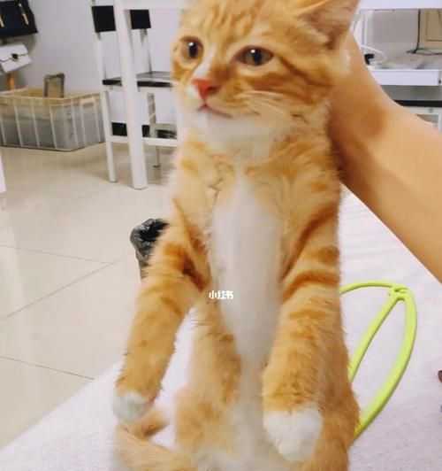 宠物猫咪的挠人行为（了解挠人行为的原因和解决方法）