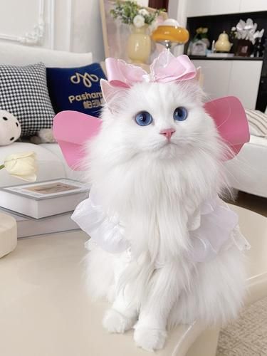 请大家暂停手上的事来批评抓沙发的小猫！
