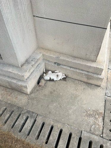 记录猫咪日常 