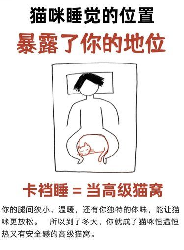 你在猫咪眼中的地位[狗头]