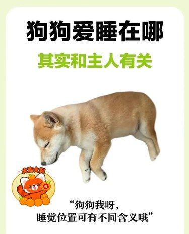 狗狗爱睡在哪里其实和主人有关！