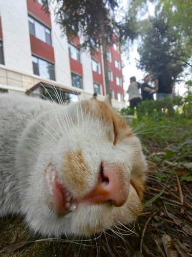 小猫在校园的幸福生活