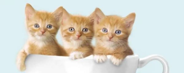 奶猫排泄物去哪了 奶猫排泄物