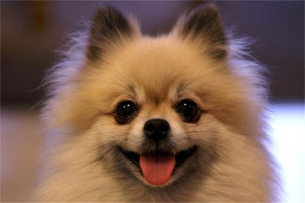 宠物美容怎么控狗