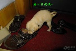 “宠物夜放克必考，揭秘宠物夜生活，宠物控必看！”