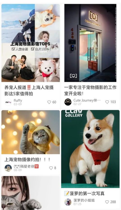 “宠物控，新宠，你学到了吗？”