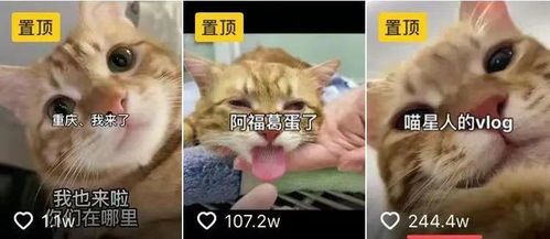 “宠物控，新宠，你学到了吗？”