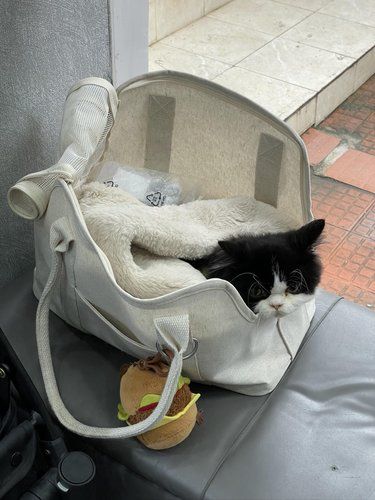 10个月小猫猫传腹