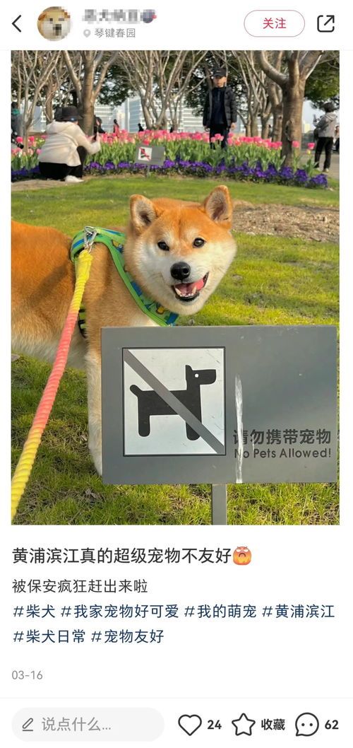 滨江宠物控,红书宠粉聚集地