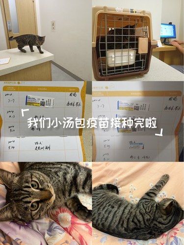 猫咪打针