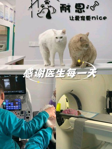 带着毛孩子体检的一天！