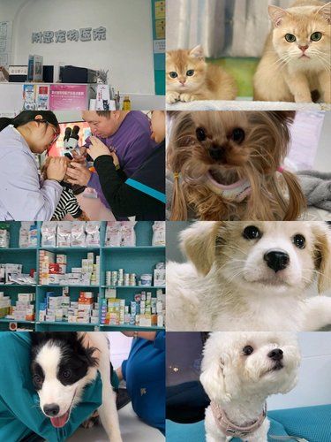宠物们的健康守护者