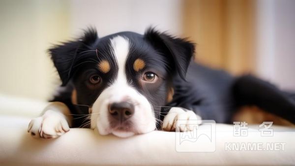 宠物注册商标多少类