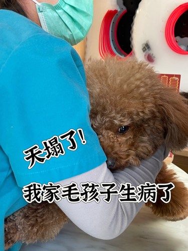 这家宠物医院让我彻底放心