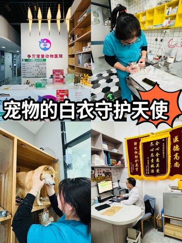 铲屎官们，主子健康比啥都重！