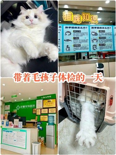带着毛孩子体检的一天