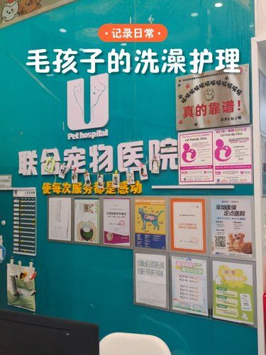 猫猫的洗护美容