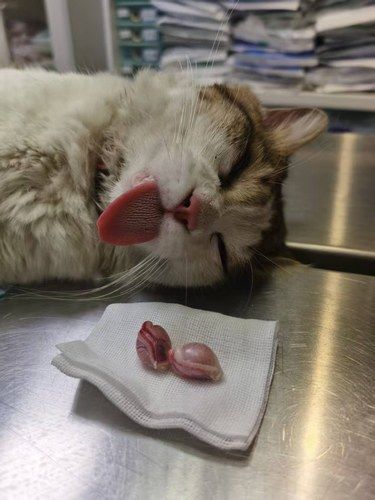 医院里的猫咪日常