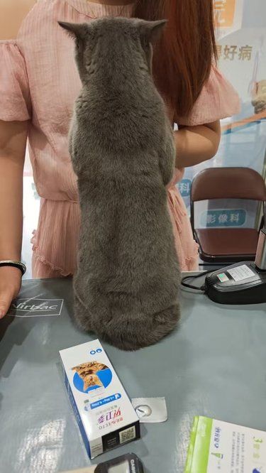 医院里的猫咪驱虫日常